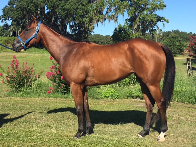 Lady Tutu, Kenwood Racing