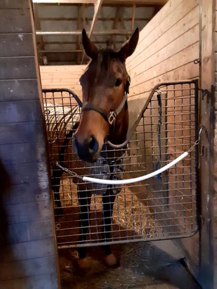 Pango arrives at Penn National to resume training on March 3, 2021 (Mark Salvaggio)