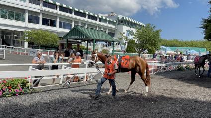 Red Head Italian in the paddock for Race 4 at Monmouth Park on July 21, 2023 (Christopher Driscoll)
