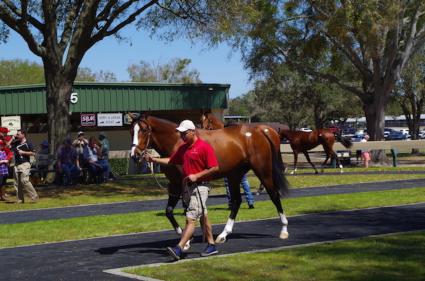 Gone Astray colt at OBS March '16