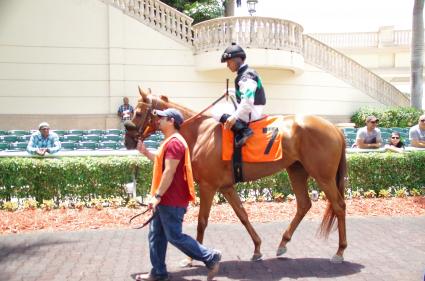 Scat Daddy filly Lisa Limon wins going away in a competitive allowance at Gulfstream Park on April 29, 2018.