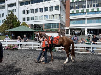 Red Head Italian in the paddock for Race 4 at Monmouth Park on July 21, 2023 (Christopher Driscoll)