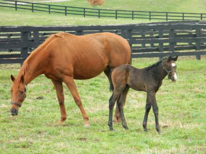 Lisa Limon with her week and a half old colt by Liam's Map at Hidden Brook Farm on March 18, 2020 (Kelly Hurley/Hidden Brook Farm)