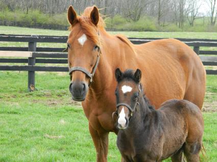 Lisa Limon with her two week old colt by Liam's Map at Hidden Brook Farm on Monday, March 23, 2020 (Sergio De Sousa)