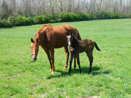 Lisa Limon with her three week old colt by Liam's Map at Hidden Brook Farm on Monday, March 30, 2020 (Sergio De Sousa, Hidden Brook Farm)