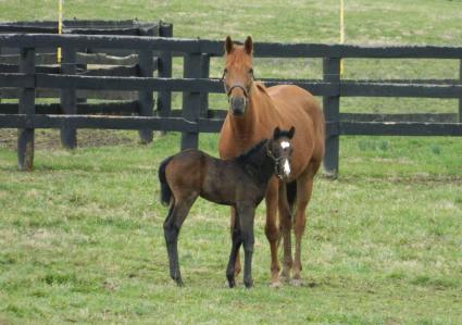 Lisa Limon with her week and a half old colt by Liam's Map at Hidden Brook Farm on March 18, 2020 (Kelly Hurley/Hidden Brook Farm)