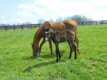 Lisa Limon with her month old colt by Liam's Map at Hidden Brook Farm on Monday, April 6, 2020 (Kelly Hurley)