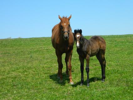 Lisa Limon with her seven week old Liam's Map colt at Hidden Brook Farm on April 22, 2020 (Kelly Hurley & Sergio De Sousa)