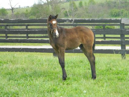 Lisa Limon with her two month old colt by Liam's Map at Hidden Brook Farm on Thursday, April 30, 2020 (Kelly Hurley)