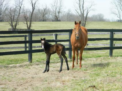 Lisa Limon with her one day old Liam's Map colt on Monday, March 9, 2020 (Kelly Hurley/Hidden Brook Farm)