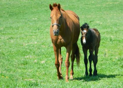 Lisa Limon with her three week old colt by Liam's Map at Hidden Brook Farm on Monday, March 30, 2020 (Sergio De Sousa, Hidden Brook Farm)