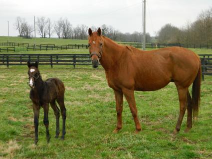 Lisa Limon with her week and a half old colt by Liam's Map at Hidden Brook Farm on March 18, 2020 (Kelly Hurley/Hidden Brook Farm)