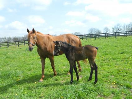 Lisa Limon with her month old colt by Liam's Map at Hidden Brook Farm on Monday, April 6, 2020 (Kelly Hurley)