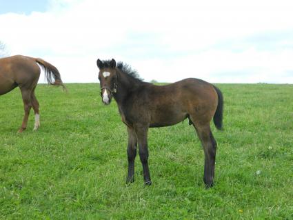 Lisa Limon with her two month old colt by Liam's Map at Hidden Brook Farm on Thursday, April 30, 2020 (Kelly Hurley)