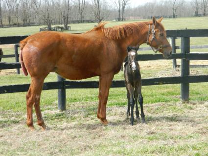Lisa Limon with her one day old Liam's Map colt on Monday, March 9, 2020 (Kelly Hurley/Hidden Brook Farm)