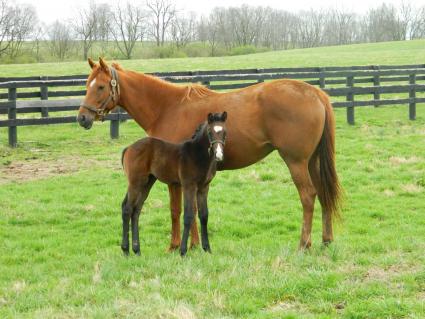 Lisa Limon with her two week old colt by Liam's Map at Hidden Brook Farm on Monday, March 23, 2020 (Sergio De Sousa)