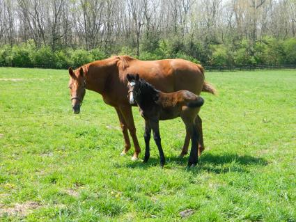 Lisa Limon with her three week old colt by Liam's Map at Hidden Brook Farm on Monday, March 30, 2020 (Sergio De Sousa, Hidden Brook Farm)