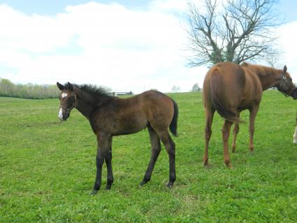 Lisa Limon with her two month old colt by Liam's Map at Hidden Brook Farm on Thursday, April 30, 2020 (Kelly Hurley)