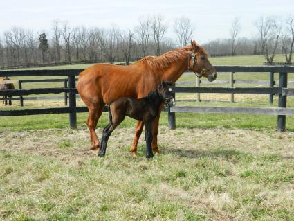 Lisa Limon with her one day old Liam's Map colt on Monday, March 9, 2020 (Kelly Hurley/Hidden Brook Farm)