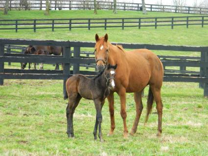 Lisa Limon with her week and a half old colt by Liam's Map at Hidden Brook Farm on March 18, 2020 (Kelly Hurley/Hidden Brook Farm)