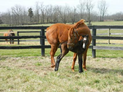 Lisa Limon with her one day old Liam's Map colt on Monday, March 9, 2020 (Kelly Hurley/Hidden Brook Farm)