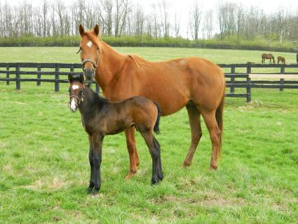 Lisa Limon with her two week old colt by Liam's Map at Hidden Brook Farm on Monday, March 23, 2020 (Sergio De Sousa)