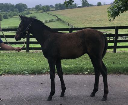 Liam’s Map 2019 colt at Hidden Brook Farm on Tuesday, June 23, 2020 (Sergio DeSousa)