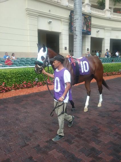 Adios Charlie filly Blue Eyed Beth at Gulfstream Park on February 22, 2019. (Bev Anderson)