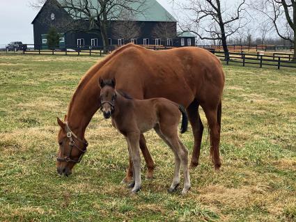 Lisa Limon with her Palace Malice filly foaled on March 11, 2021 at Hidden Brook Farm