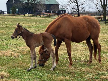 Lisa Limon with her Palace Malice filly foaled on March 11, 2021 at Hidden Brook Farm