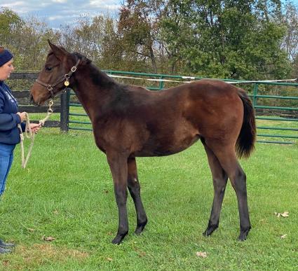 2021 Palace Malice-Lisa Limon filly at Hidden Brook Farm on November 4, 2021 (Hidden Brook Farm)