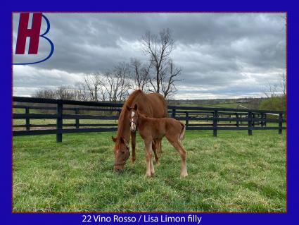 2022 Vino Rosso-Lisa Limon filly (Hidden Brook Farm)