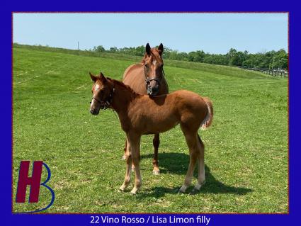 2022 Vino Rosso-Lisa Limon filly at Hidden Brook Farm on May 20, 2022 (Hidden Brook Farm)