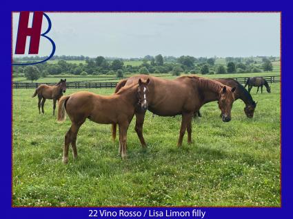 2022 Vino Rosso-Lisa Limon filly at Hidden Brook Farm on June 17, 2022 (Hidden Brook Farm)
