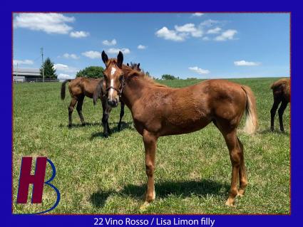 2022 Vino Rosso-Lisa Limon filly at Hidden Brook Farm on July 2022 (Hidden Brook Farm)