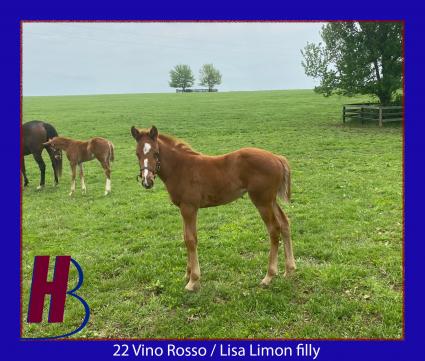 2022 Vino Rosso-Lisa Limon filly at Hidden Brook Farm on April 30, 2022 (Hidden Brook Farm)
