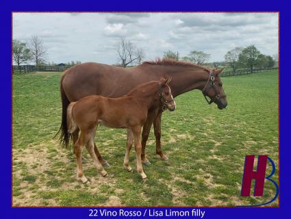 2022 Vino Rosso-Lisa Limon filly at Hidden Brook Farm on April 30, 2022 (Hidden Brook Farm)