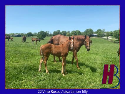 2022 Vino Rosso-Lisa Limon filly at Hidden Brook Farm on May 10, 2022