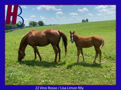 '22 Vino Rosso-Lisa Limon filly at Hidden Brook Farm (Hidden Brook Farm)