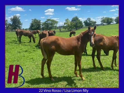 2022 Vino Rosso-Lisa Limon filly at Hidden Brook Farm in August 2022 (Hidden Brook Farm)