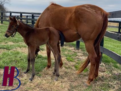 One day old Connect filly with mom Lisa Limon out in the paddock at Hidden Brook Farm on Thursday, March 23, 2023 (Hidden Brook Farm)