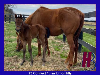 One day old Connect filly with mom Lisa Limon out in the paddock at Hidden Brook Farm on Thursday, March 23, 2023 (Hidden Brook Farm)