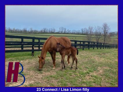 '23 Connect-Lisa Limon filly with mom Lisa Limon out in the paddock at Hidden Brook Farm in April 2023 (Hidden Brook Farm)