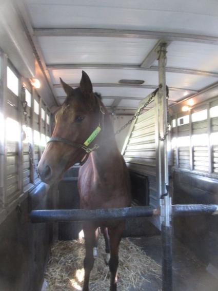 The Ghost of N Y on the van at Sunset Meadow Farm on November 3, 2021 (Jeanne Vuyosevich)