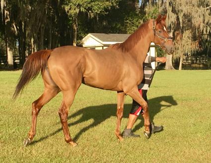 Scat Daddy filly Lisa Limon getting some R&R at T-Square Stud on December 21, 2018 (Adam Parker)