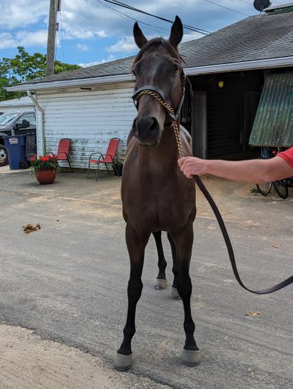 2021 Flameaway x Livermore Valley colt