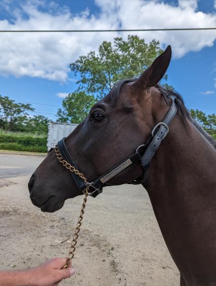 2021 Flameaway x Livermore Valley colt