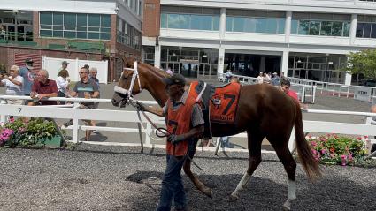 Red Head Italian in the paddock for Race 4 at Monmouth Park on July 21, 2023 (Christopher Driscoll)