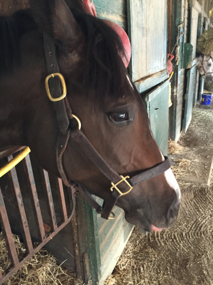 Three Arch Bay In Her Stall