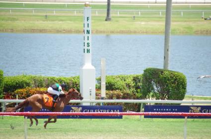 Scat Daddy filly Lisa Limon wins going away in a competitive allowance at Gulfstream Park on April 29, 2018.